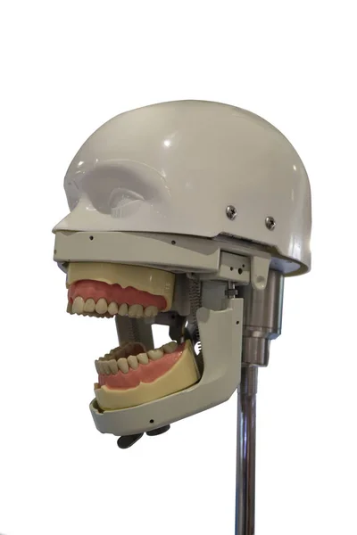 Emberi Állkapocs Modelljének Képe Elszigetelt Kép Orvosi Felszerelés Maxilloarcplasztika — Stock Fotó