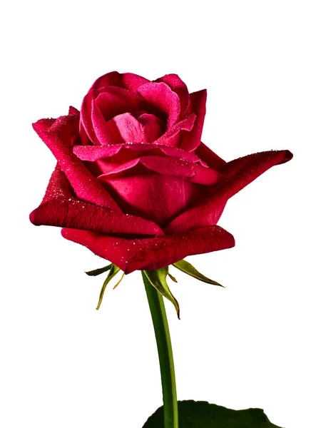 Red Rose Isolated White Beautiful Rose Stock Picture