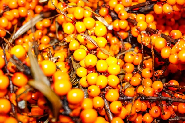 Ripe Sea Buckthorn Branches Pile Close Selective Shot — Stock Photo, Image