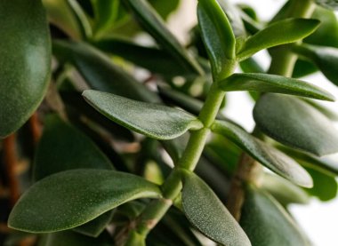 Para ağacı Crassula ovata yakın plan. Ev için saksı çiçeği. Macro, seçici odaklanma.