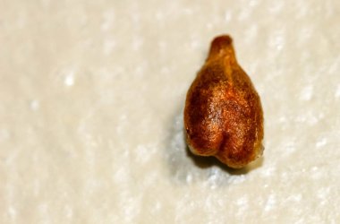 Olgun bir üzüm tohumunun hafif arkaplanda makro fotoğrafçılığı. Seçici atış.