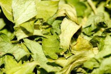 Maydanoz yapraklarının makro fotoğrafları. Lezzetli baharatlar. Kapat..