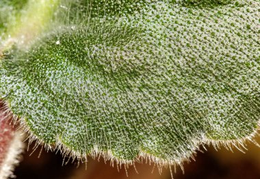 Senpolia çiçeğinin bir yaprağının makrofotoğrafçılığı. Seçici atış.