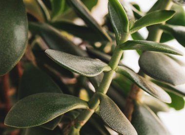 Para ağacı Crassula ovata yakın plan. Ev için saksı çiçeği. Macro, seçici odaklanma.
