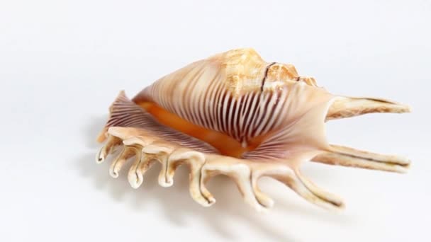 Beautiful Seashell Close White Background Turntable Selective Shot — Stock Video