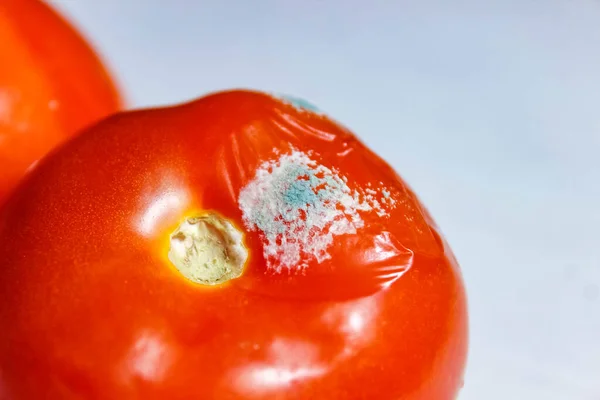 Rotten tomato with mold on the plate. Close-up, selective shot.
