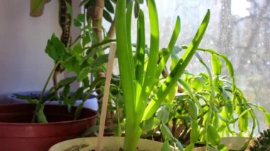 Hareket animasyonunu durdur. Pencerenin pervazına farklı çiçekler serpilmiş, su püskürtülmüş. Seçici çekim, yakın çekim..