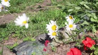 Bahçedeki çiçek tarlasının bir parçası. Rüzgarda savrulan papatyalar ve sardunyalar. Seçici bir çekim..