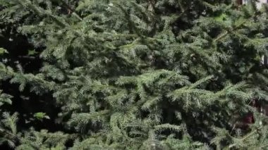 Yazın güçlü bir rüzgardan sallanan çam ağacının bir dalı. Yakın çekim, seçici odaklanma.