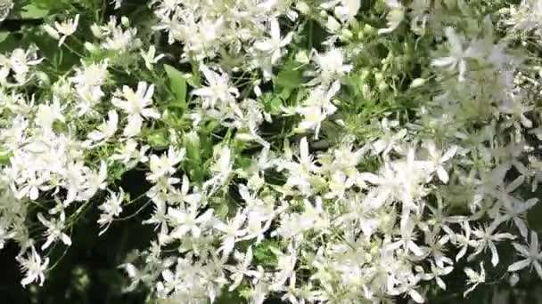 Arbusto Hermoso Clematis Blanco Cerca Verano Enfoque Selectivo — Vídeos de Stock
