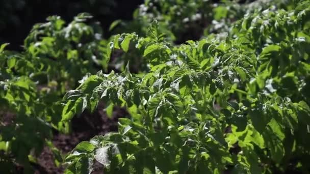 Ein Grüner Strauch Wachsender Kartoffeln Der Sich Wind Wiegt Selektives — Stockvideo