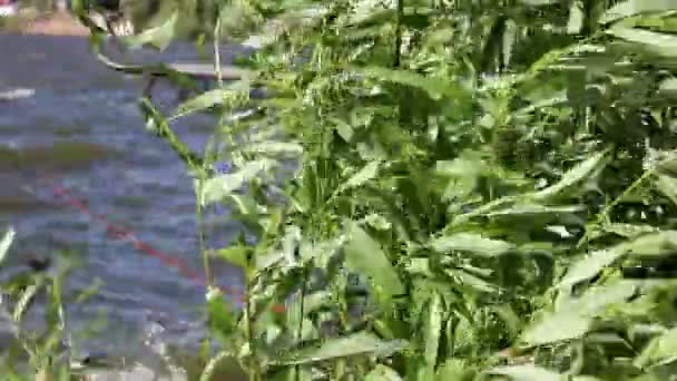 Arbusto Verde Margem Lago Close Cujos Ramos Estão Balançando Partir — Vídeo de Stock