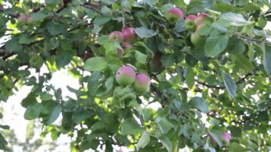 Bahçedeki bir elma ağacının dalında olgunlaşmamış elma meyveleri. Video kaydı. Yakın çekim, seçici çekim.