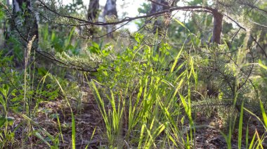 Yaz mevsiminde ormanda yeşil çimenler. Seçici bir çekim..