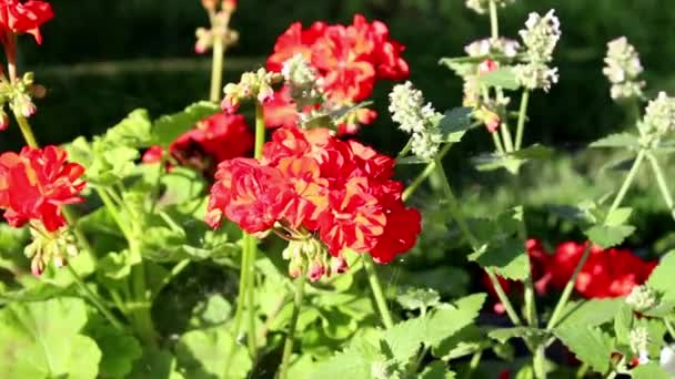 Egy Virágzó Vörös Muskátli Virágágyban Szélben Ringatózva Szelektív Lövés — Stock videók