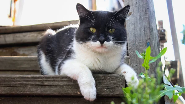 Porträt Einer Dorfkatze Die Auf Der Veranda Sitzt Nahaufnahme — Stockfoto