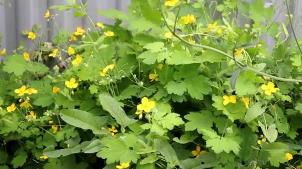 Celandin Fleuri Dans Jardin Été Oscillant Dans Vent Concentration Sélective — Video