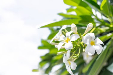 Plumeria ağacında beyaz tesisat, beyaz ve sarı plumeria frangipani çiçekleri ve yaprakları.