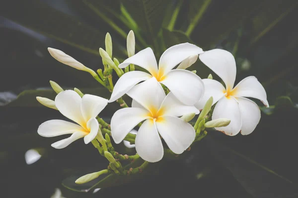 Weiße Blume vintage Hintergrund lizenzfreie Stockfotos