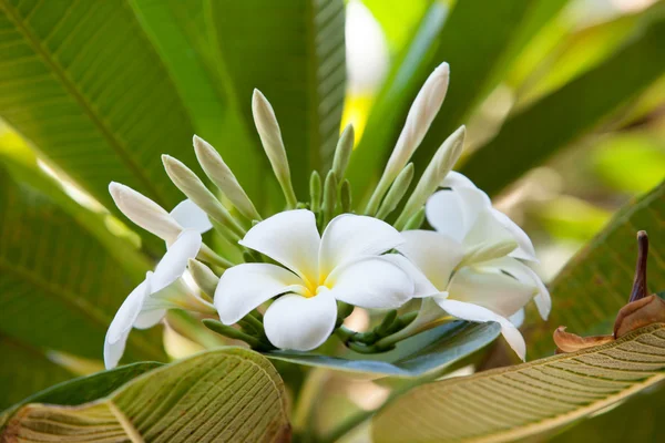 yaprak üzerinde beyaz plumeria