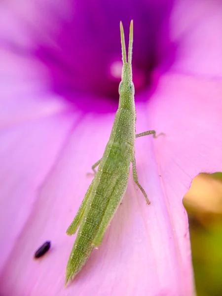 bir yaprak tıraşlama çekirge