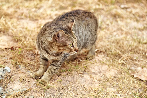 แมวบนหญ้า — ภาพถ่ายสต็อก