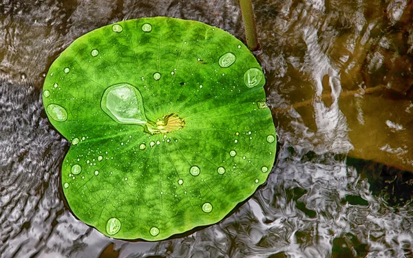Nilüfer yaprağına su damlası