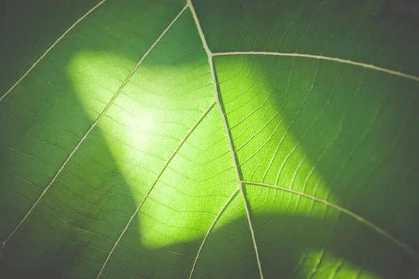 Yaprak antika arka plan üzerinde gündoğumu