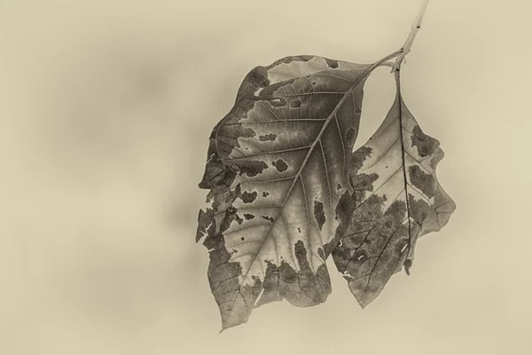 soyut yaprak arka plan