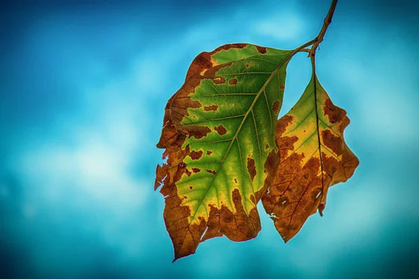 soyut yaprak arka plan