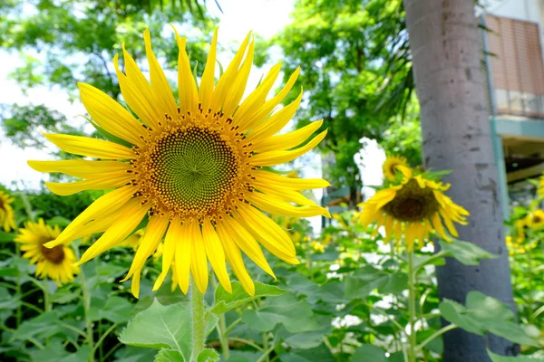 Ayçiçekleri — Stok fotoğraf