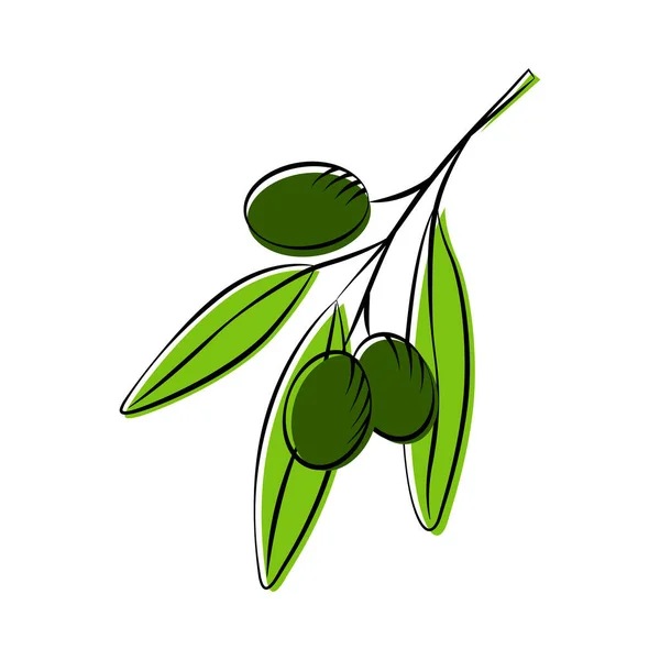 Rama Olivo Con Tres Aceitunas Verdes Ilustración Vectorial — Vector de stock
