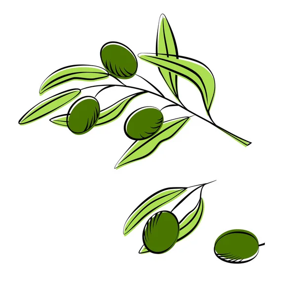 Olive Branch Green Olives Branch One Olive Separate Olive Vector — Stock Vector