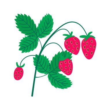 Taze bahçe çileği, olgun kırmızı böğürtlen ve yeşil yapraklarla. Organik gıda markaları, yaz çiftliği etiketleri ve sağlıklı tatlı tarifleri için. Doğal düz vektör simgesi