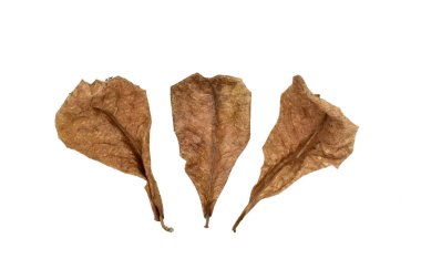 Beyaz arkaplanda üç kuru Hint badem yaprağı..