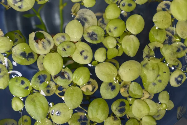 Casa Plantas Flutuantes Aquário Chamado Amazon Frogbit Limnobium Laevigatum Mordido — Fotografia de Stock