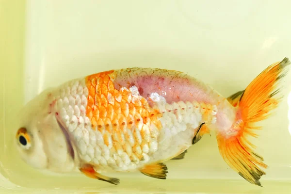 Perte Écailles Sur Dos Poissons Rouges Tête Lion Malades Vue — Photo