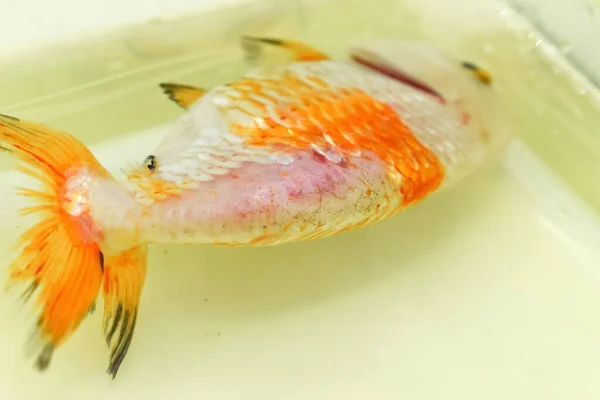 Потеря Весы Спине Больной Львиной Золотой Рыбки Плавает Поверхности Воды — стоковое фото