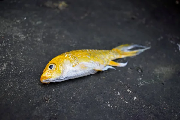 Peixe Koi Amarelo Com Barbatana Longa Morreu Devido Qualidade Água — Fotografia de Stock
