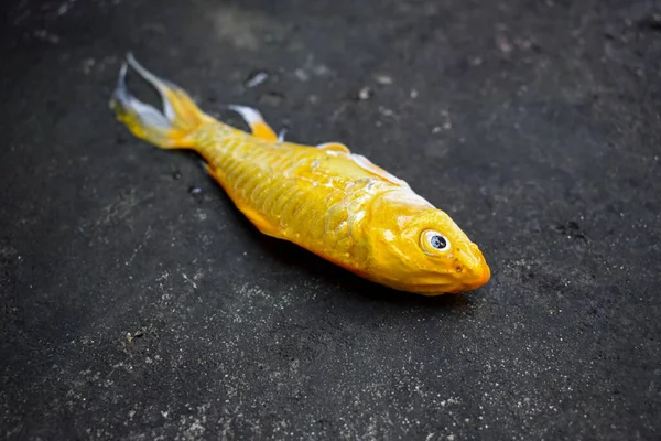 Peixe Koi Amarelo Com Barbatana Longa Morreu Devido Qualidade Água — Fotografia de Stock