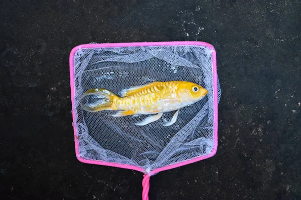 Риба Yellow Koi Довгим Плавником Загинула Через Низьку Якість Води — стокове фото