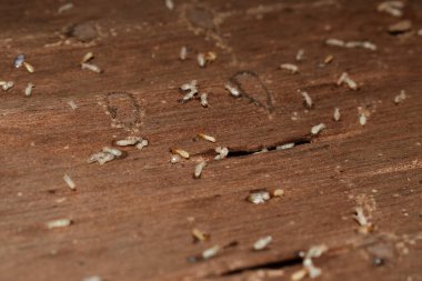 Wood layers damaged by a lot of termites. Dead termites. Closeup view. clipart