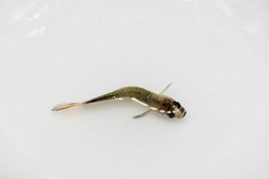 Guppy balığı tüberküloz hastalığından öldü. Suyun yüzeyinde ölü küçük balıklar.