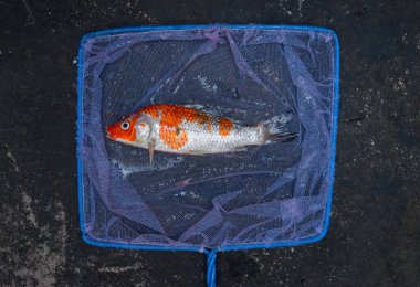 Kohaku Koi balığı düşük su kalitesinden dolayı ölmüştür. Amonyak zehirlenmesi. Balık ağına yakalanmış..