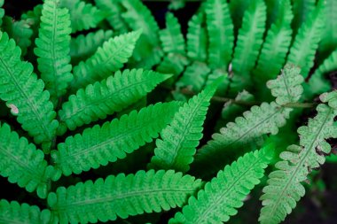 Siyah arkaplanlı yeşil yapraklar. Yaprak dallarının deseni.