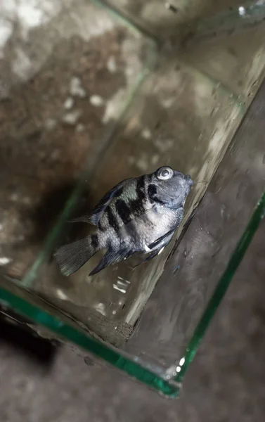 Ausgewachsene Polarpapagei Buntbarsch Aquarienfische Starben Aufgrund Schlechter Wasserqualität — Stockfoto