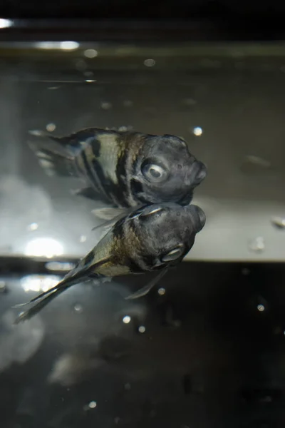 Ausgewachsene Polarpapagei Buntbarsch Aquarienfische Starben Aufgrund Schlechter Wasserqualität — Stockfoto
