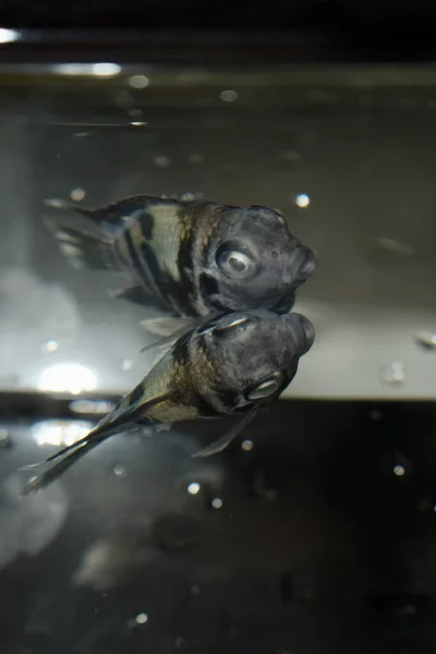 Yetişkin Kutup Papağanı Cichlid Akvaryum Balığı Düşük Kalitesi Yüzünden Öldü — Stok fotoğraf