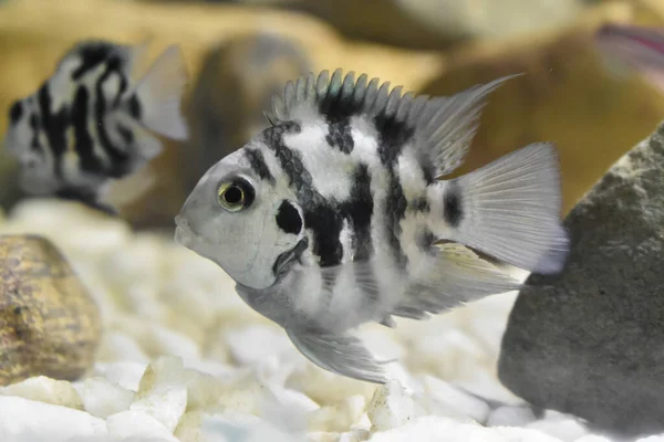 Cichlidé Perroquet Polaire Mâle Petit Poisson Aquarium Aquarium — Photo