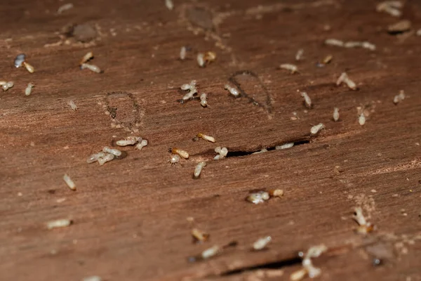 Wood layers damaged by a lot of termites. Dead termites. Closeup view.